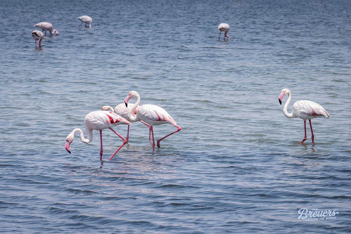 Am Strand von Walvis Bay leben Hunderte von rosa-farbenen Flamingos