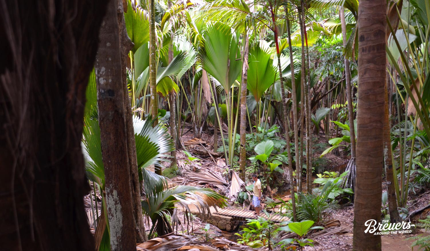 Valle de Mai ist ein Palmenwald auf der Seychellen Insel Praslin