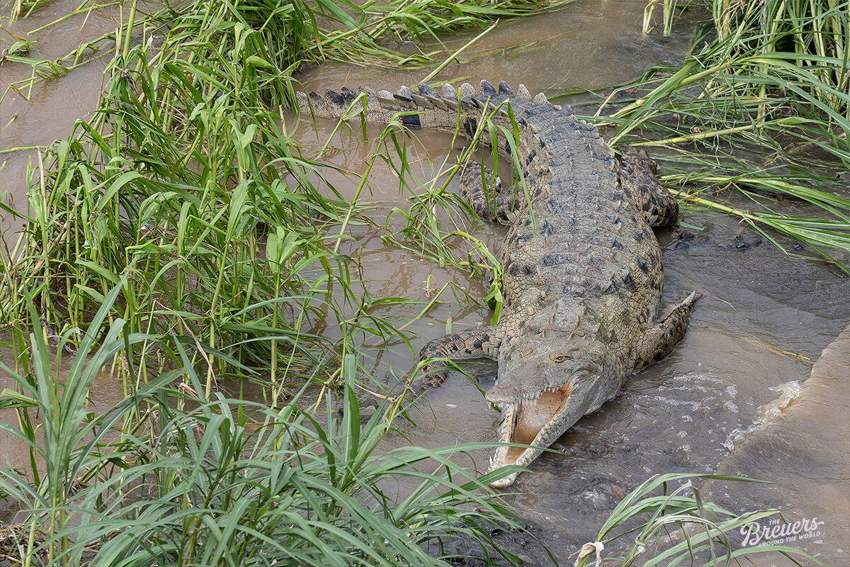 Krokodil im Rio Tarcoles in Costa Rica