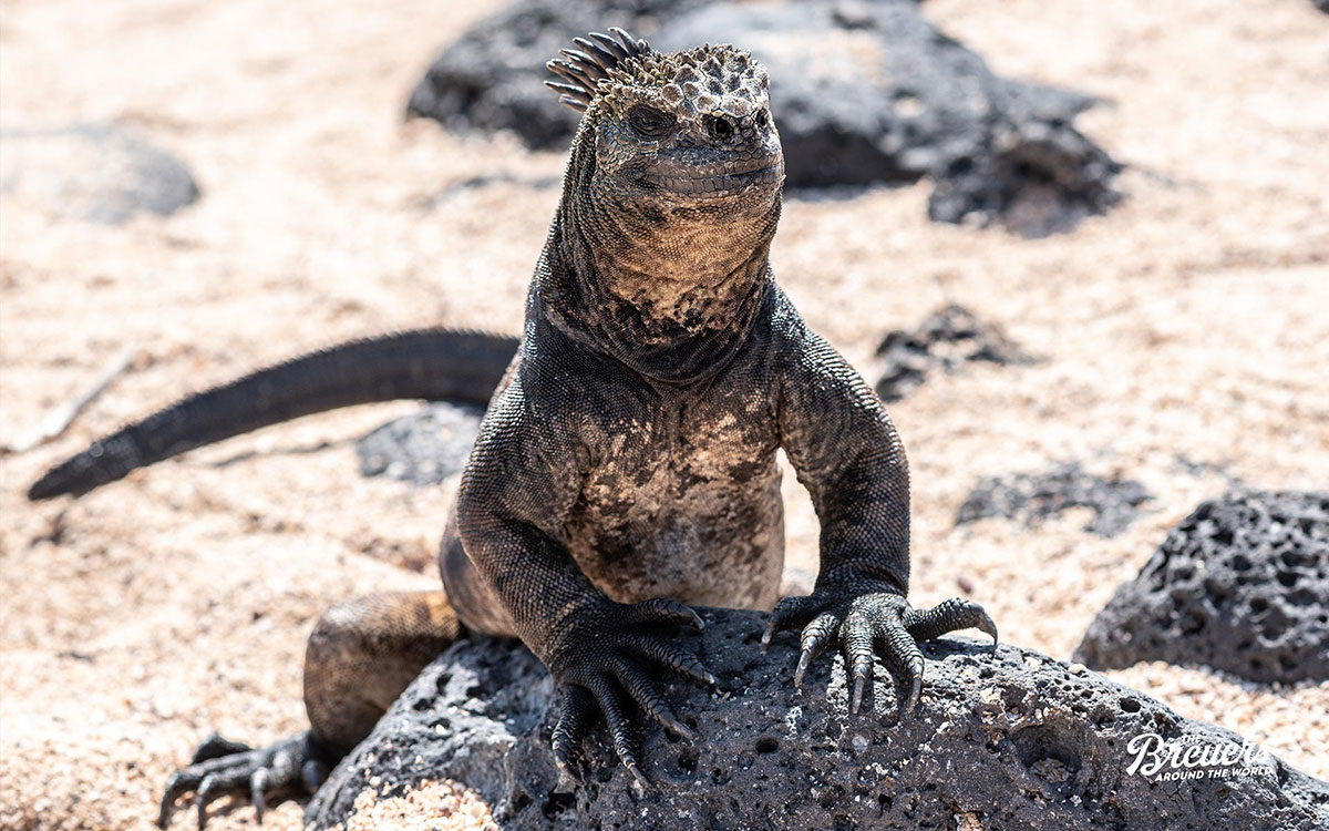 Leguane gibt es auf Galapagos reichlich