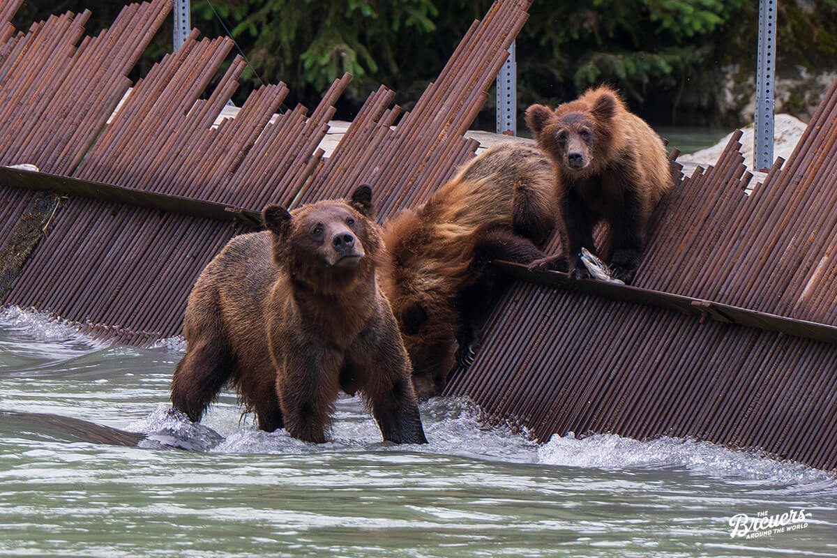 Braunbären im Chilkoot Lake State Park bei Haines Alaska