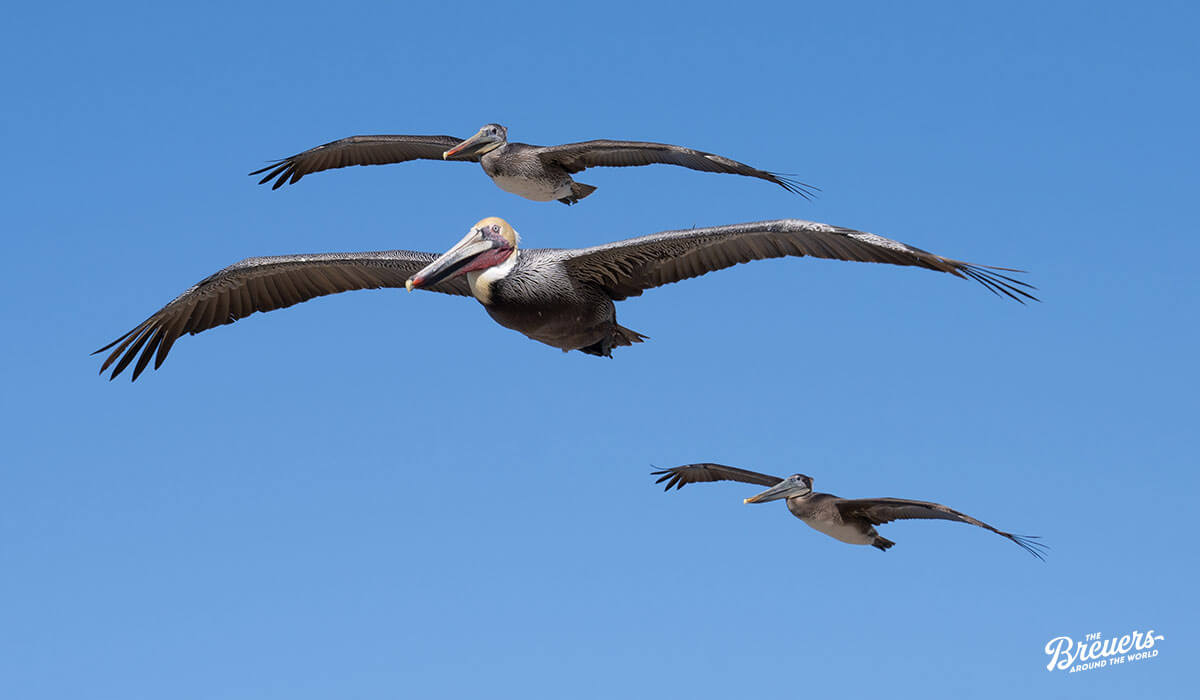 Pelikane in San Diego