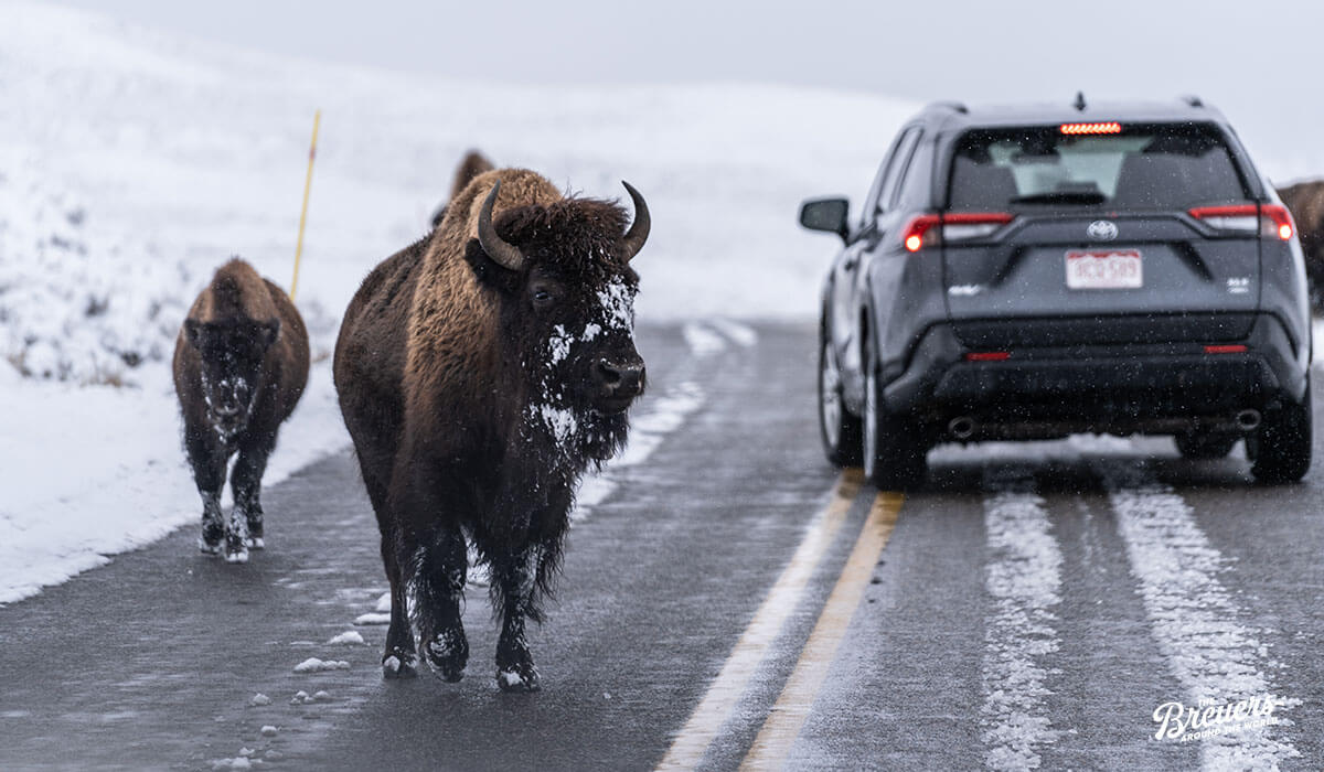Bison im Yellowstone Nationalpark in Montana